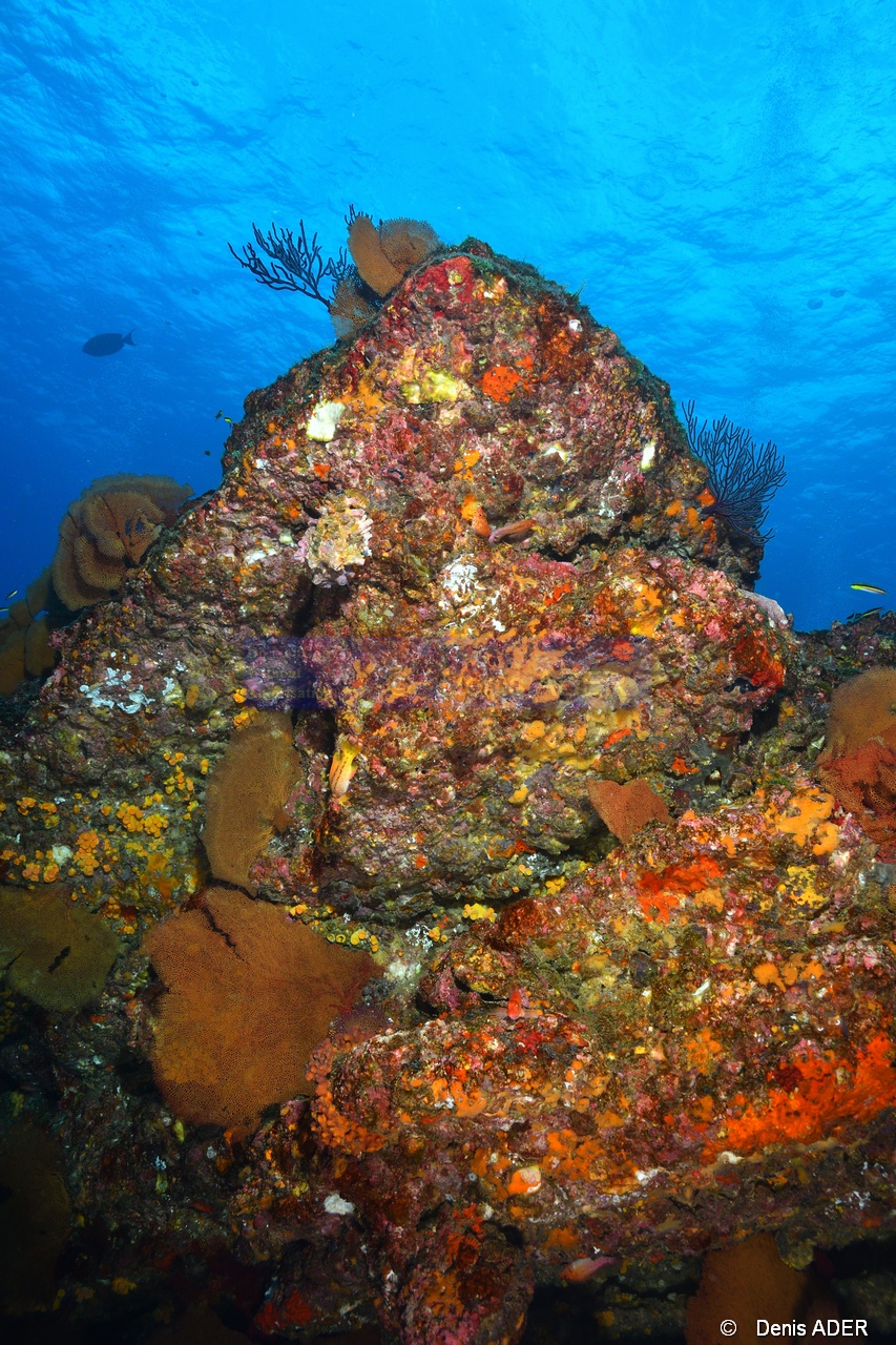 Ambiance-La Paz Cabo Pulmo El Bajo-8m-20181101-Denis-ADER-DSC_1801_tn.jpg